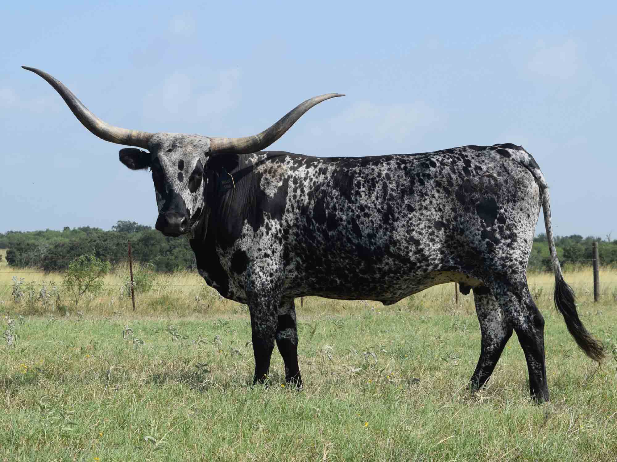 Rocking O Longhorns texas longhorn cattle for sale Austin, Texas